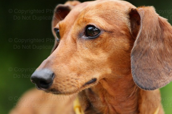 The Daschund