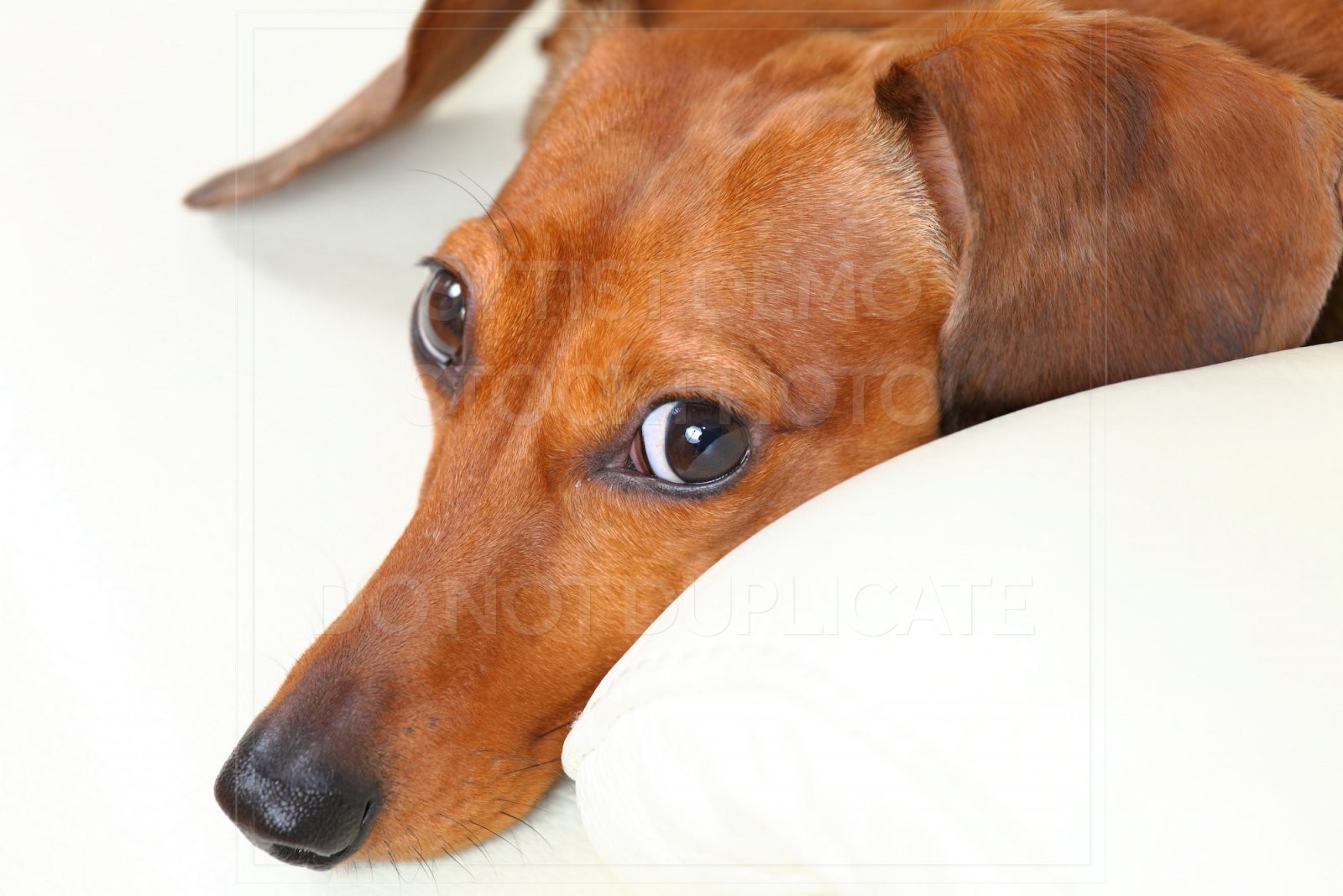 animal, dachshund, dog, doxie