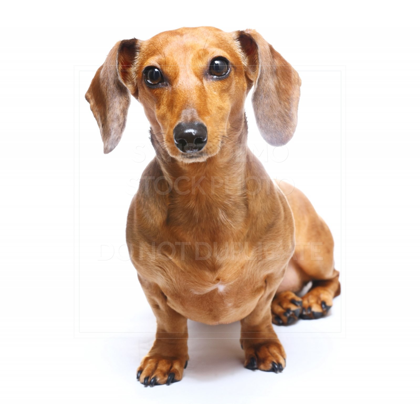 animal, dachshund, dog, doxie