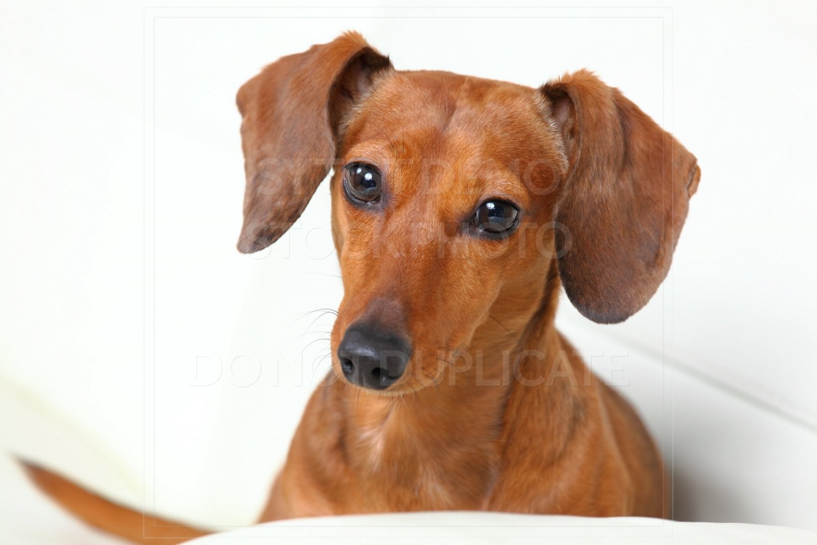 animal, dachshund, dog, doxie