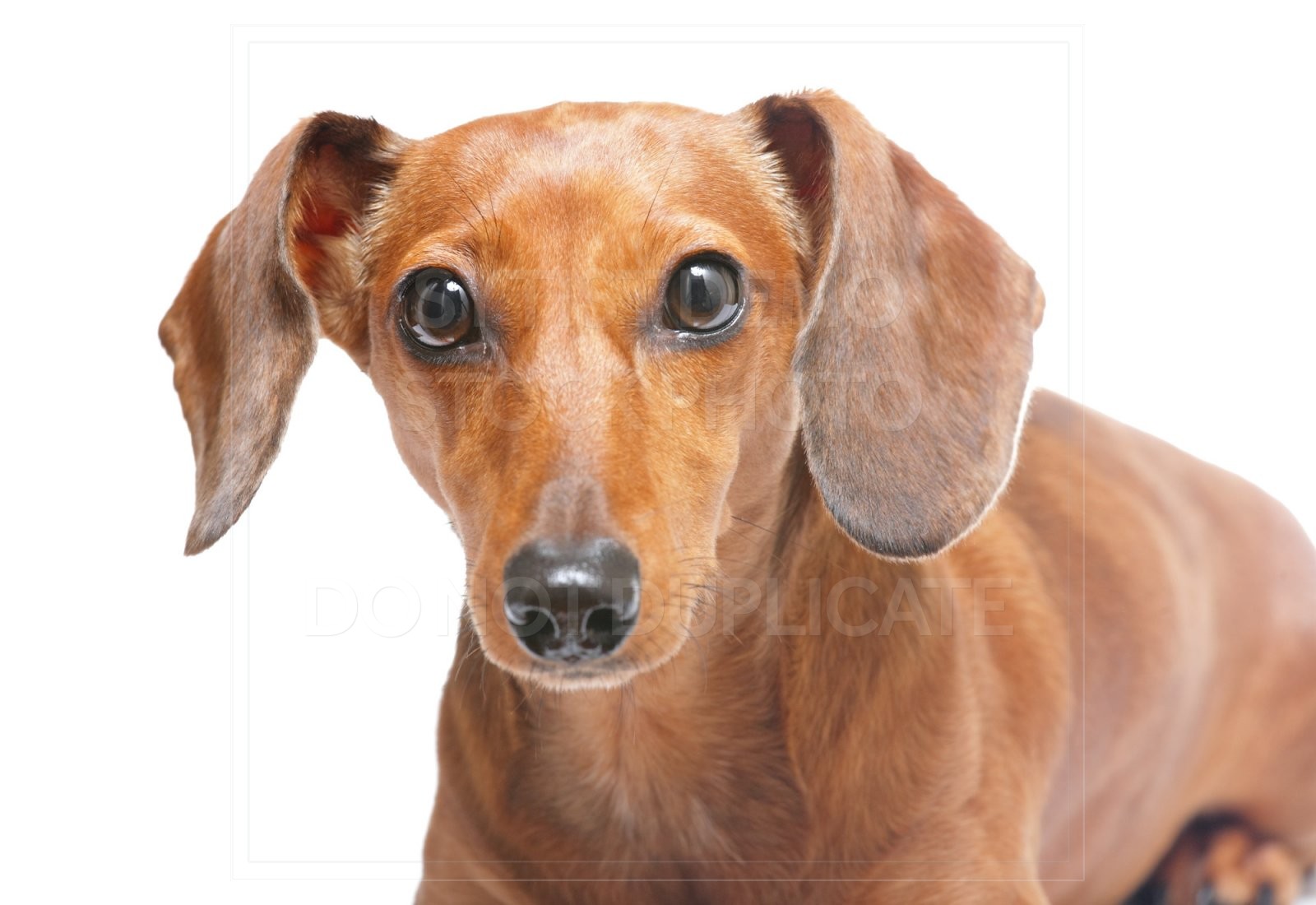 animal, dachshund, dog, doxie