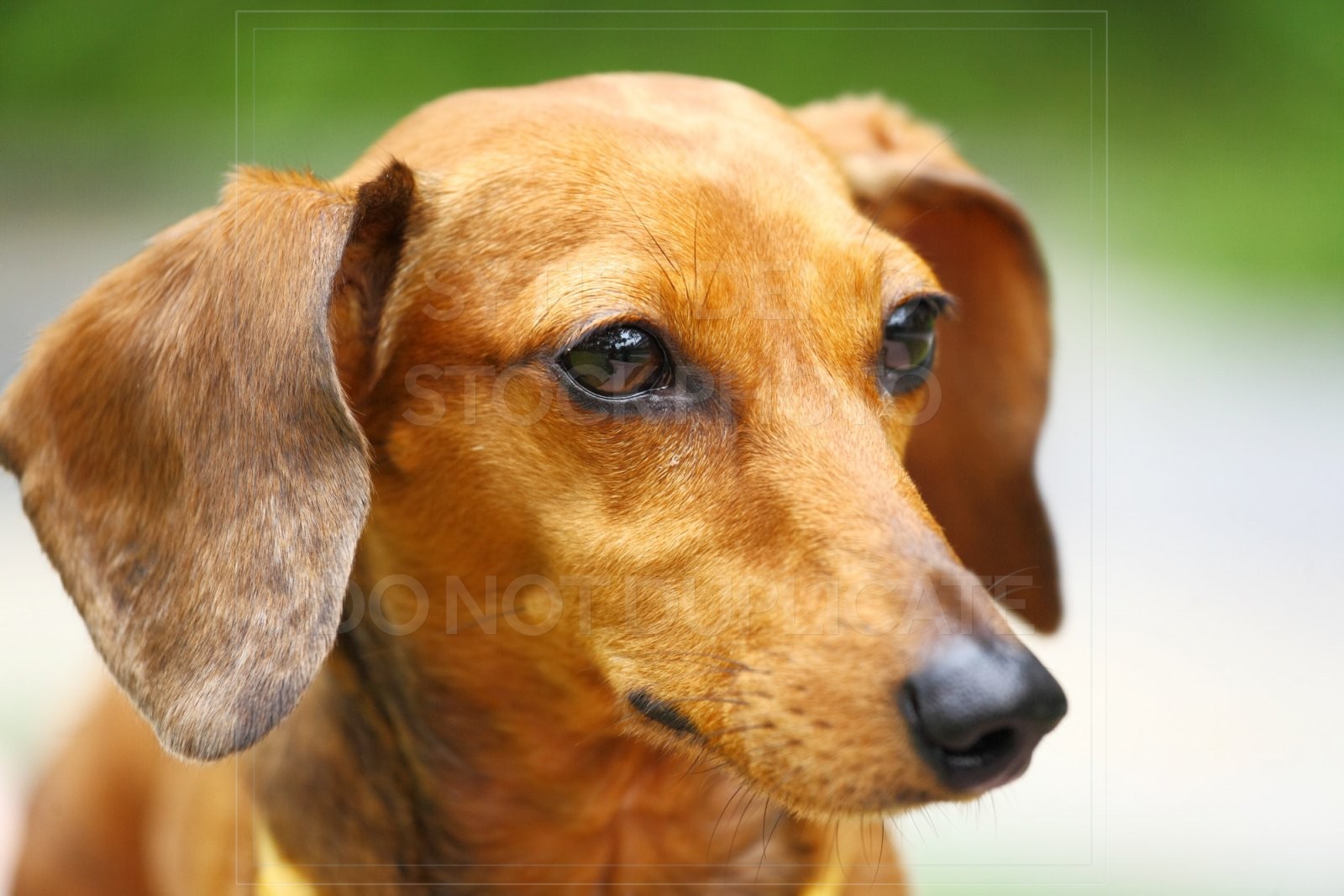 animal, dachshund, dog, doxie