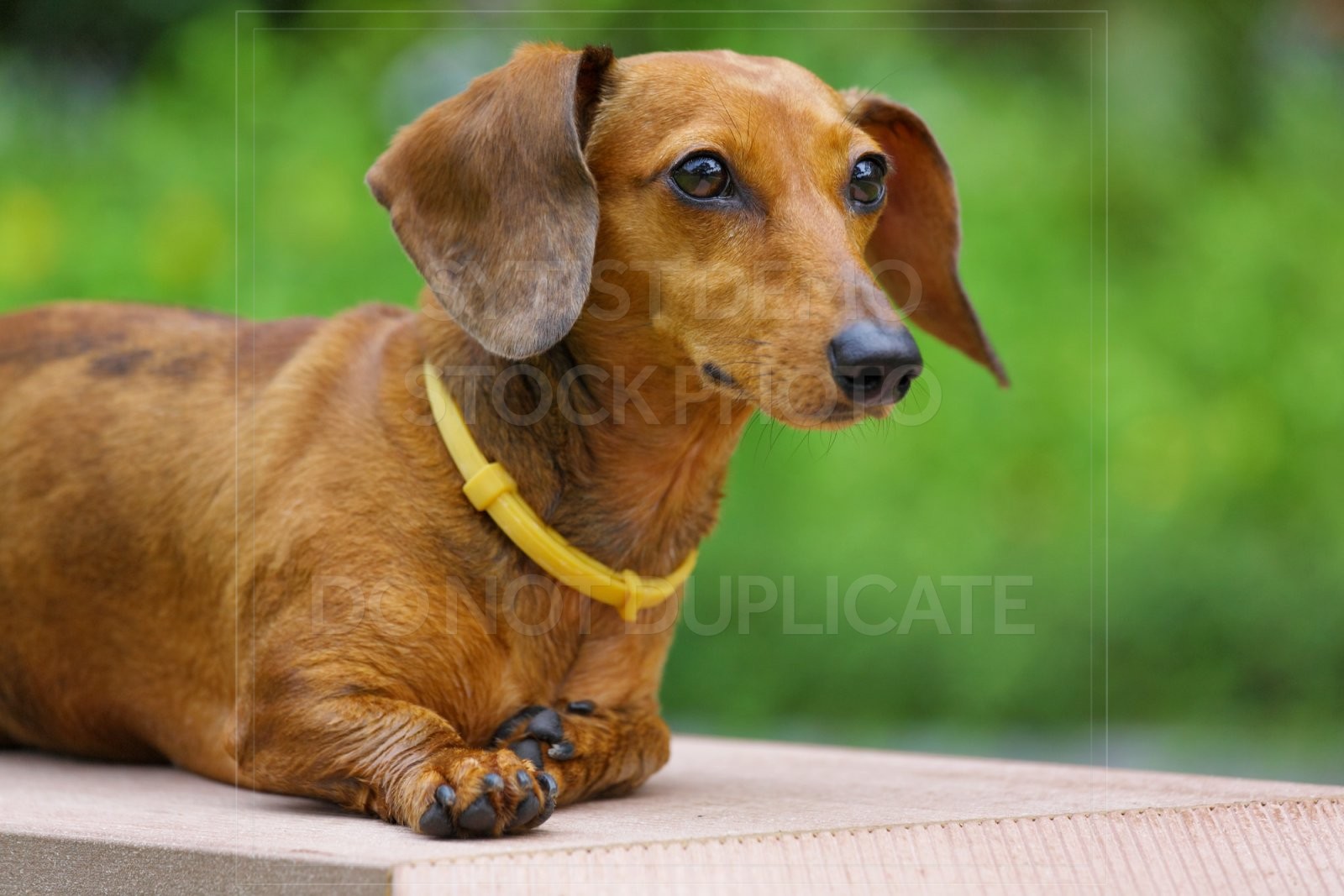 animal, dachshund, dog, doxie