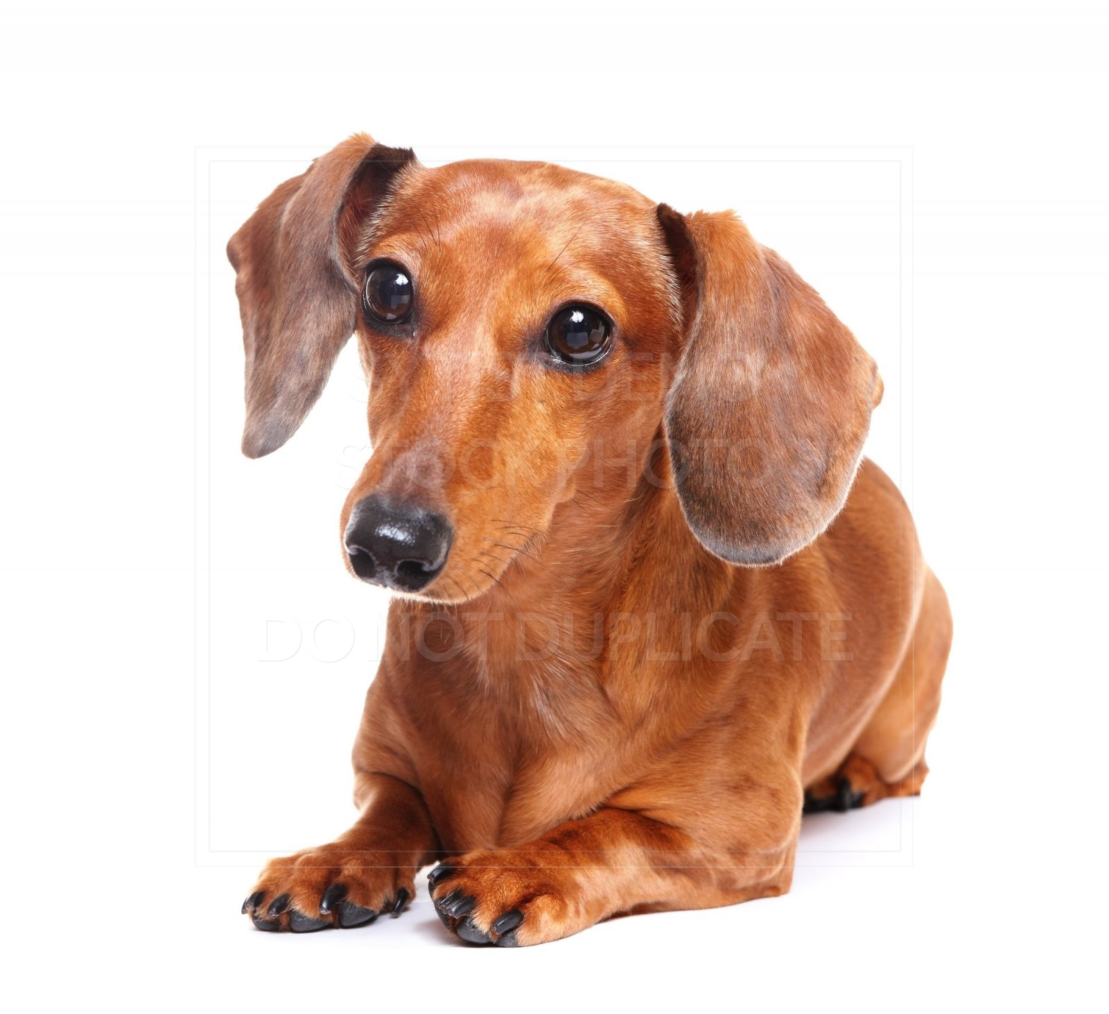 animal, dachshund, dog, doxie