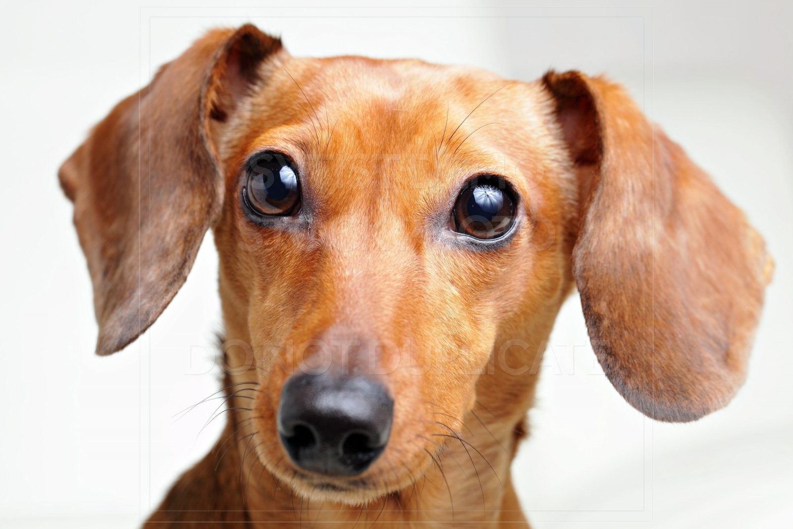 animal, dachshund, dog, doxie