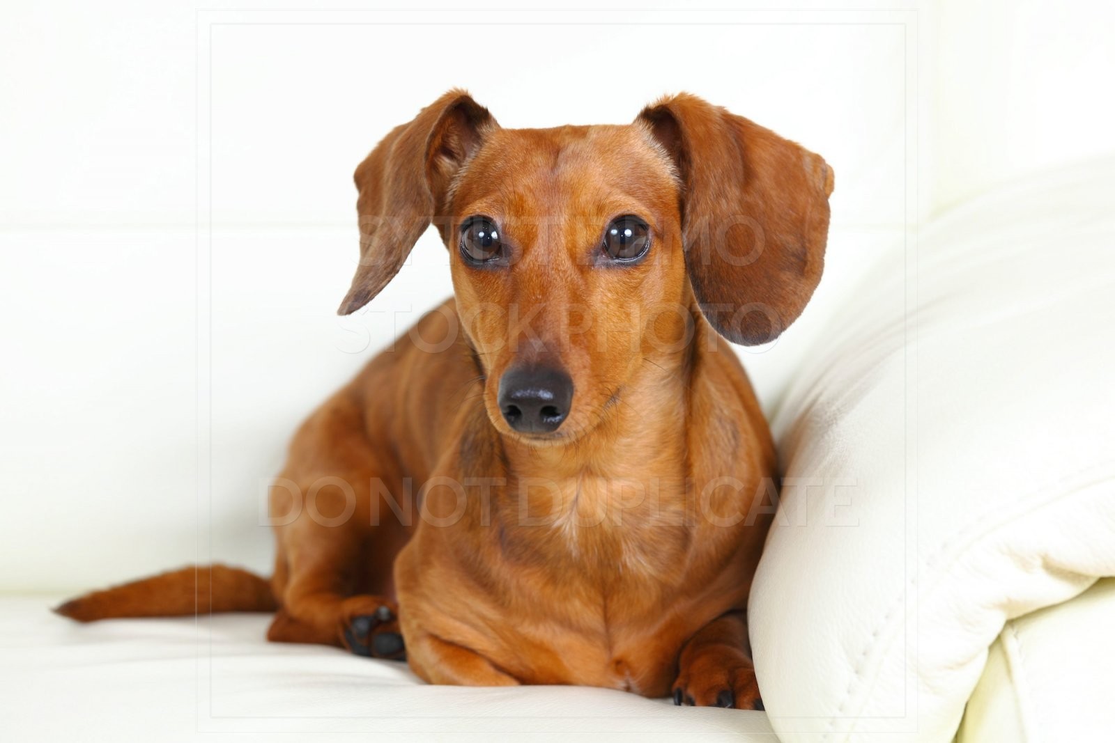 animal, dachshund, dog, doxie