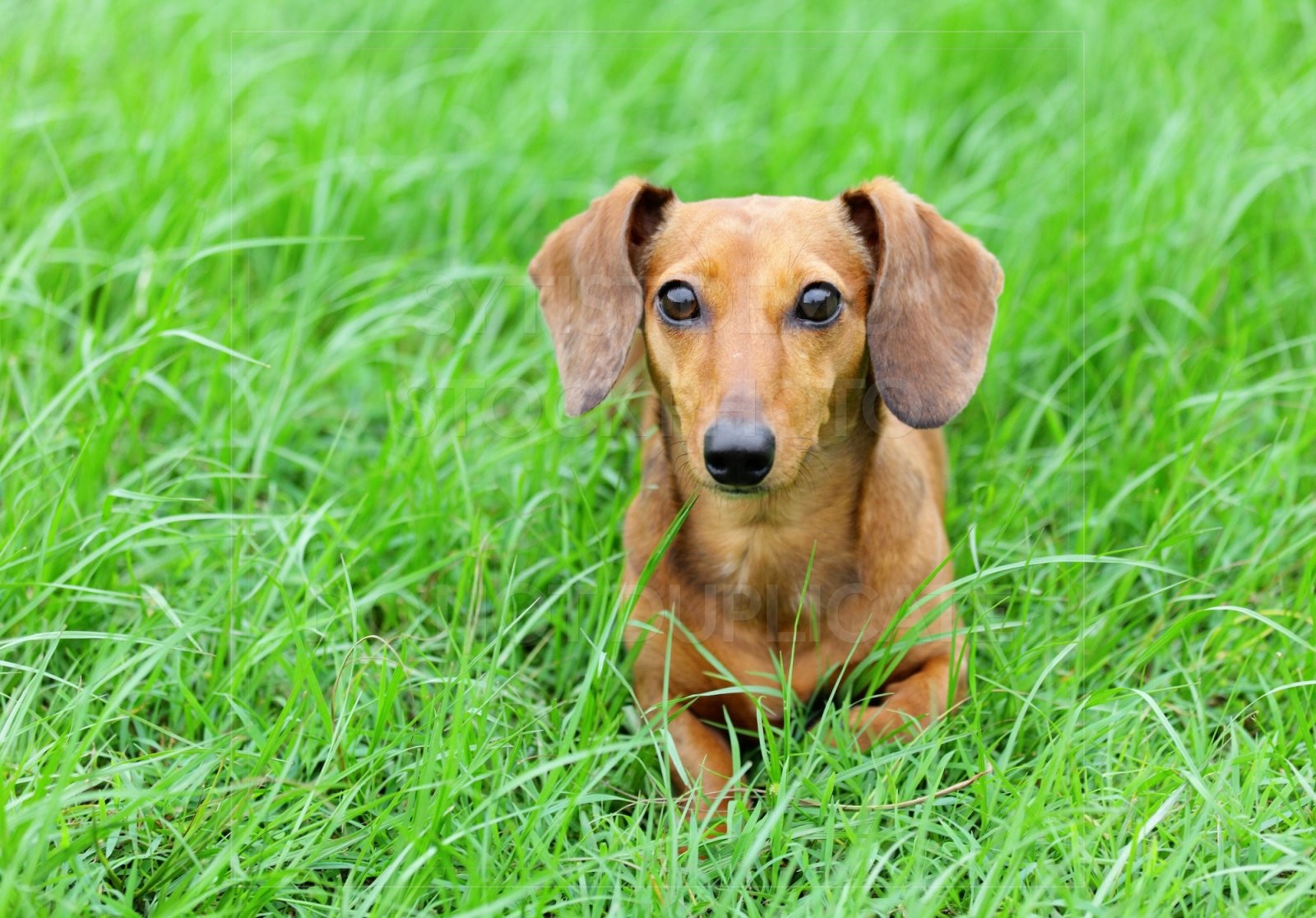 animal, dachshund, dog, doxie