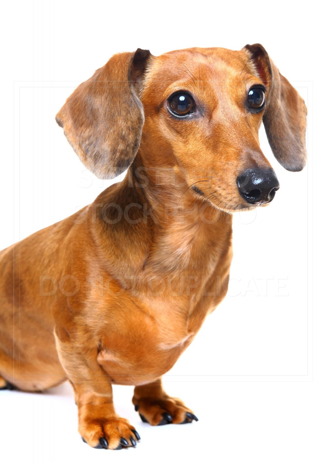 animal, dachshund, dog, doxie