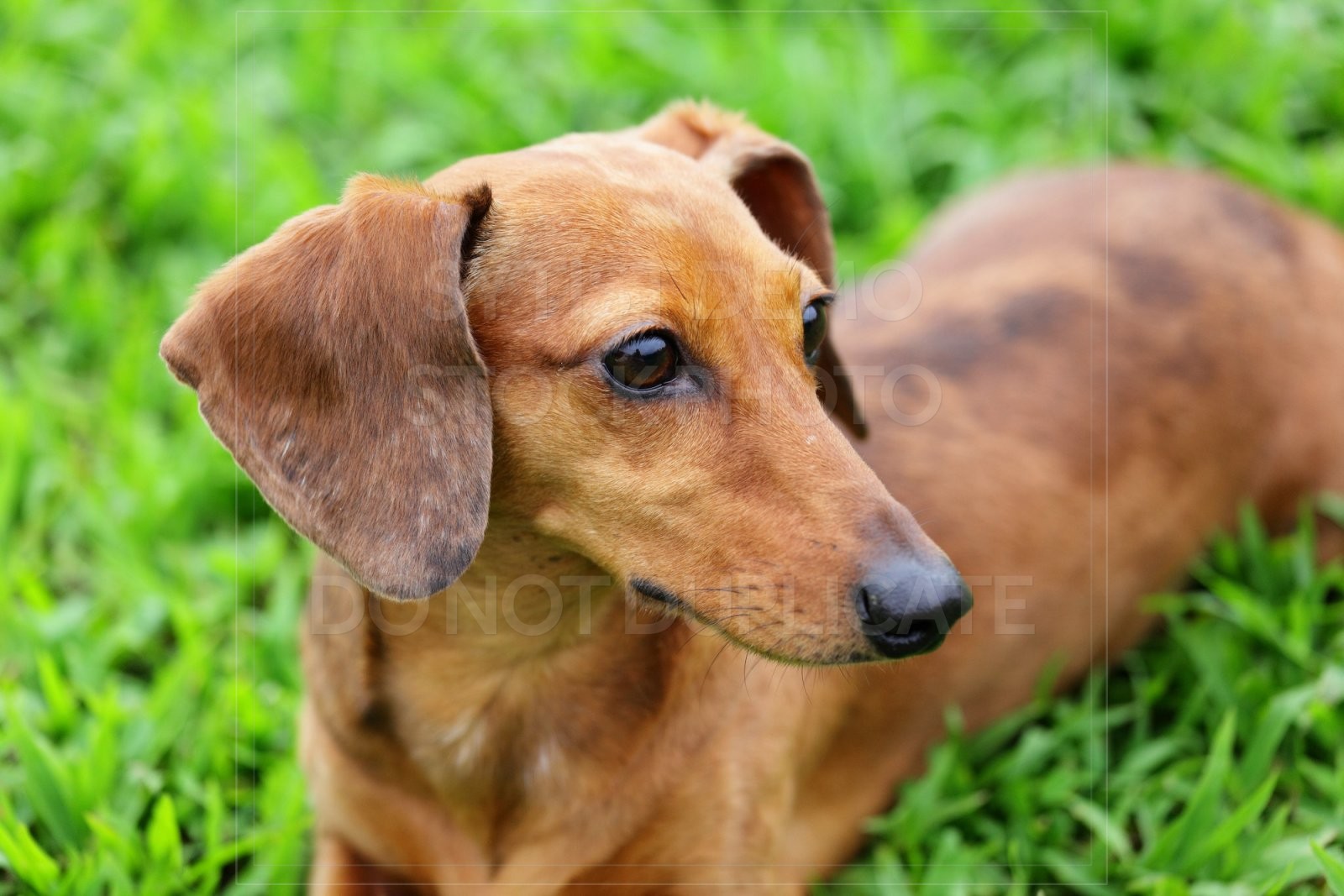 animal, dachshund, dog, doxie