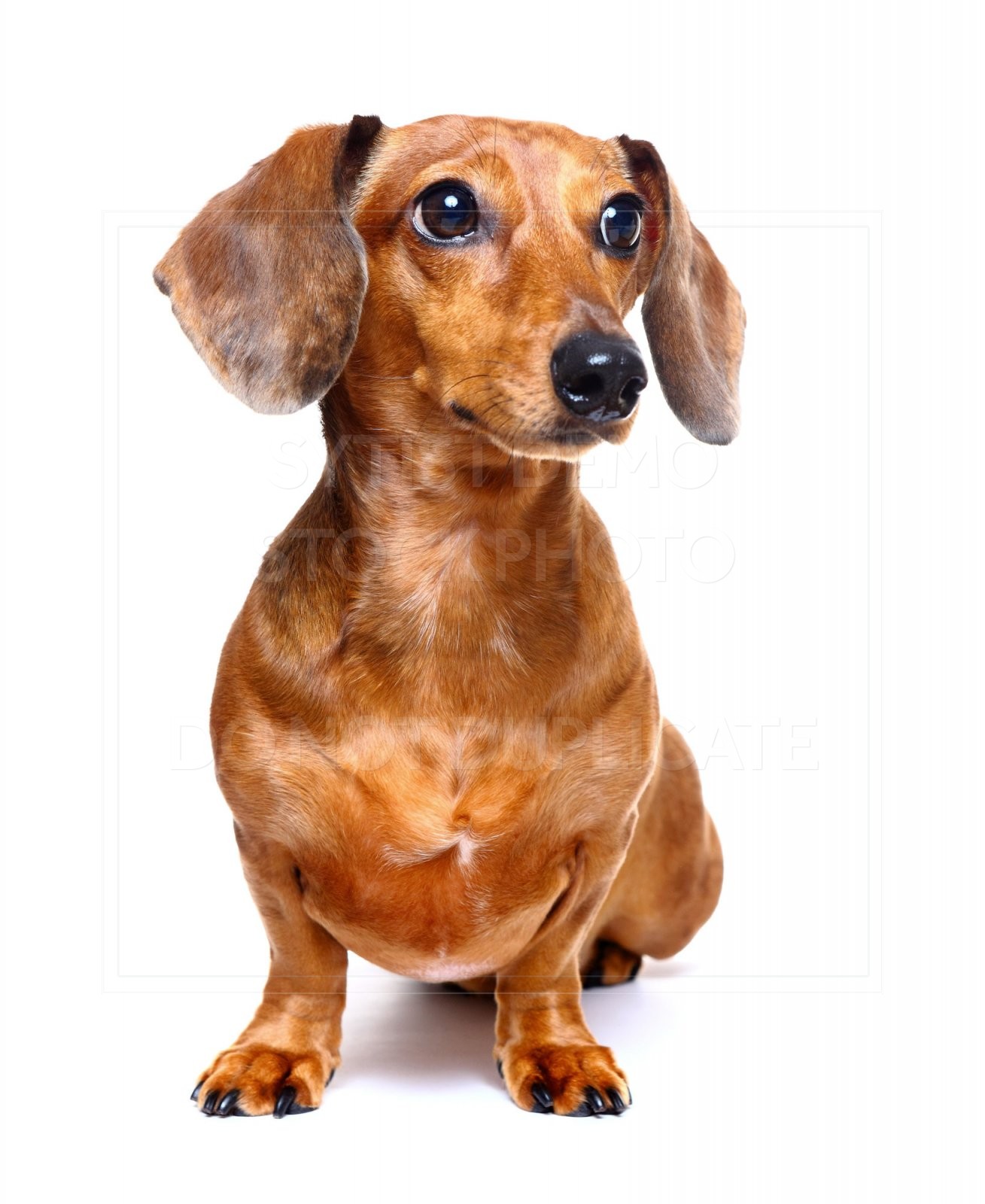 animal, dachshund, dog, doxie