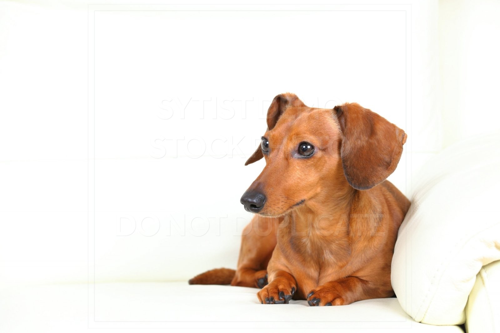 animal, dachshund, dog, doxie