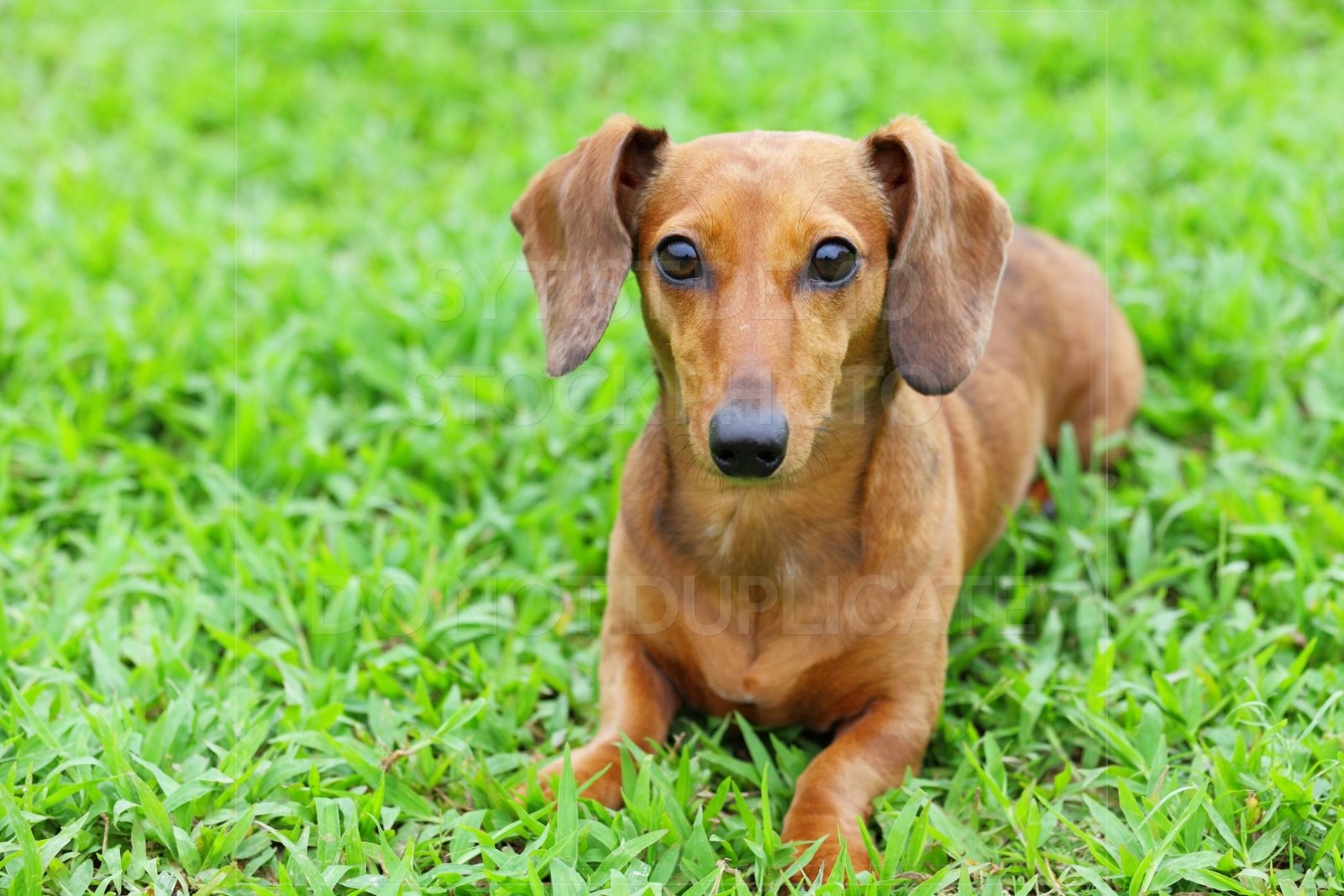 animal, dachshund, dog, doxie