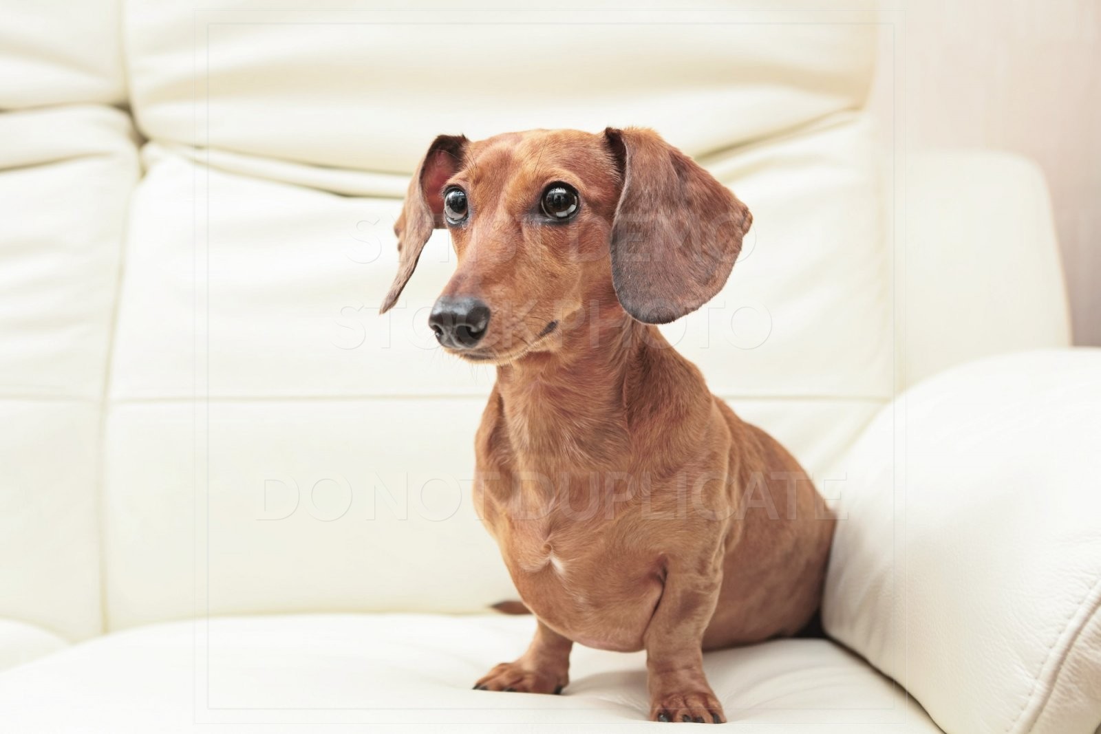 animal, dachshund, dog, doxie