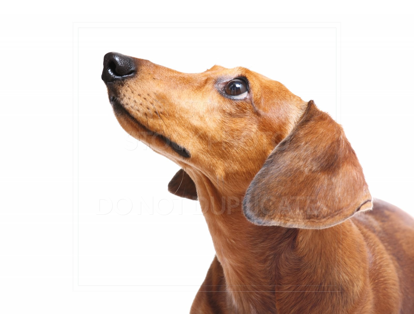 animal, dachshund, dog, doxie