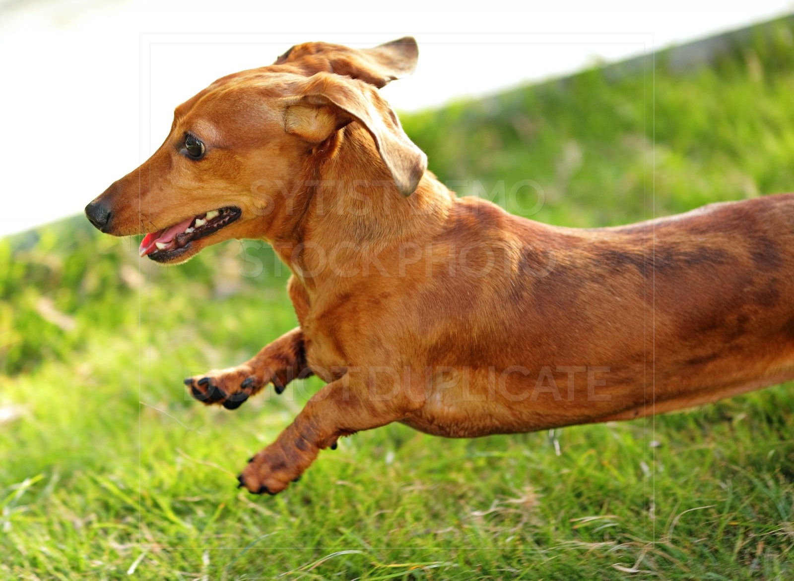 animal, dachshund, dog, doxie