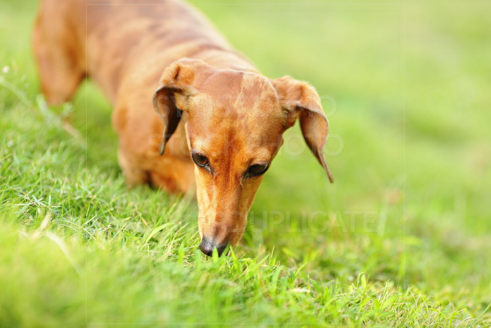 animal, dachshund, dog, doxie