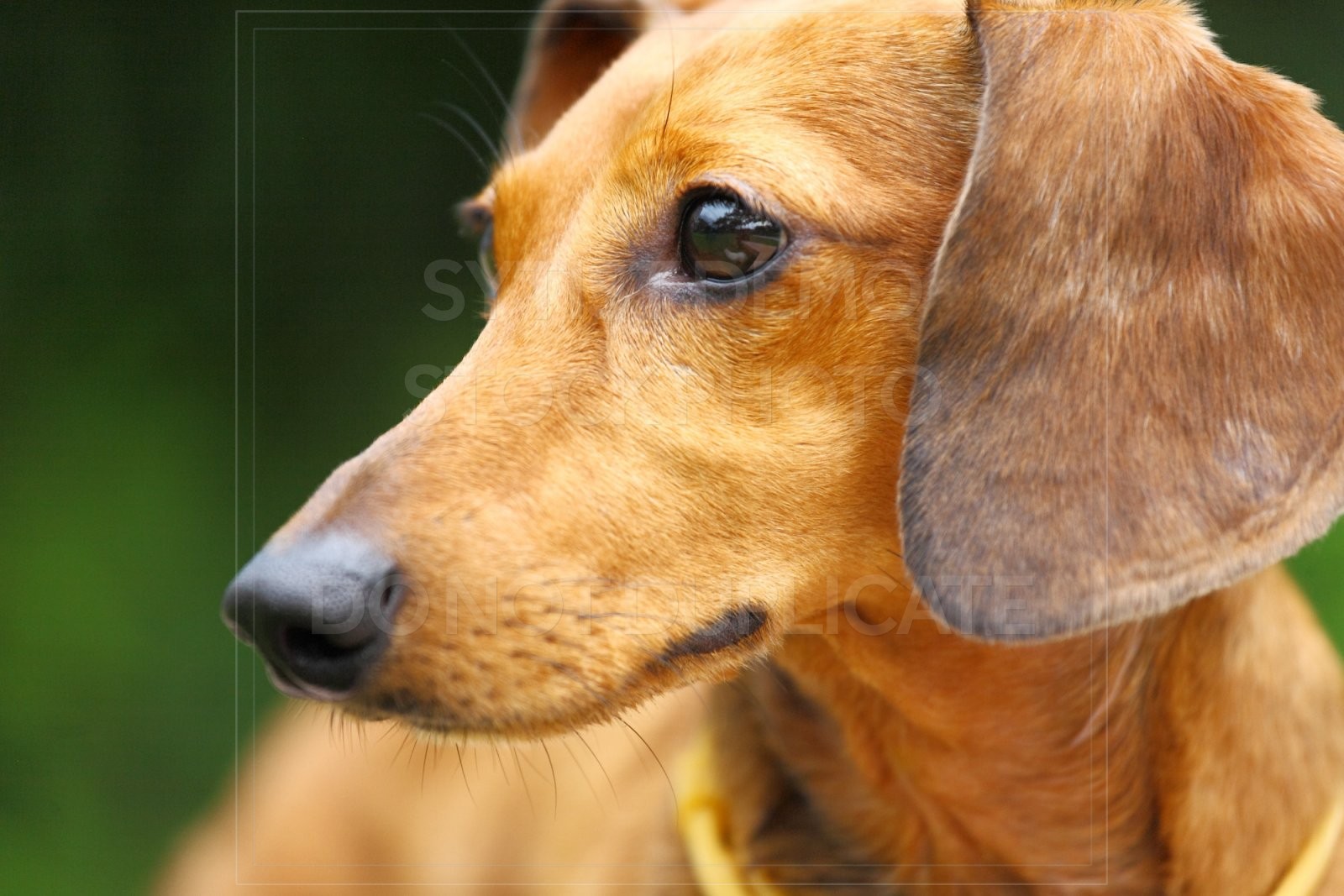 animal, dachshund, dog, doxie