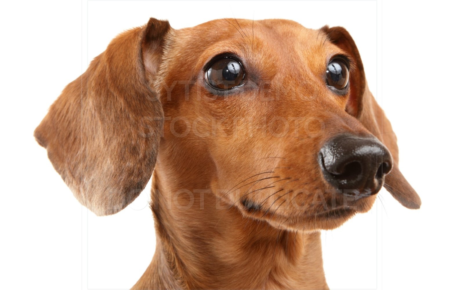 animal, dachshund, dog, doxie