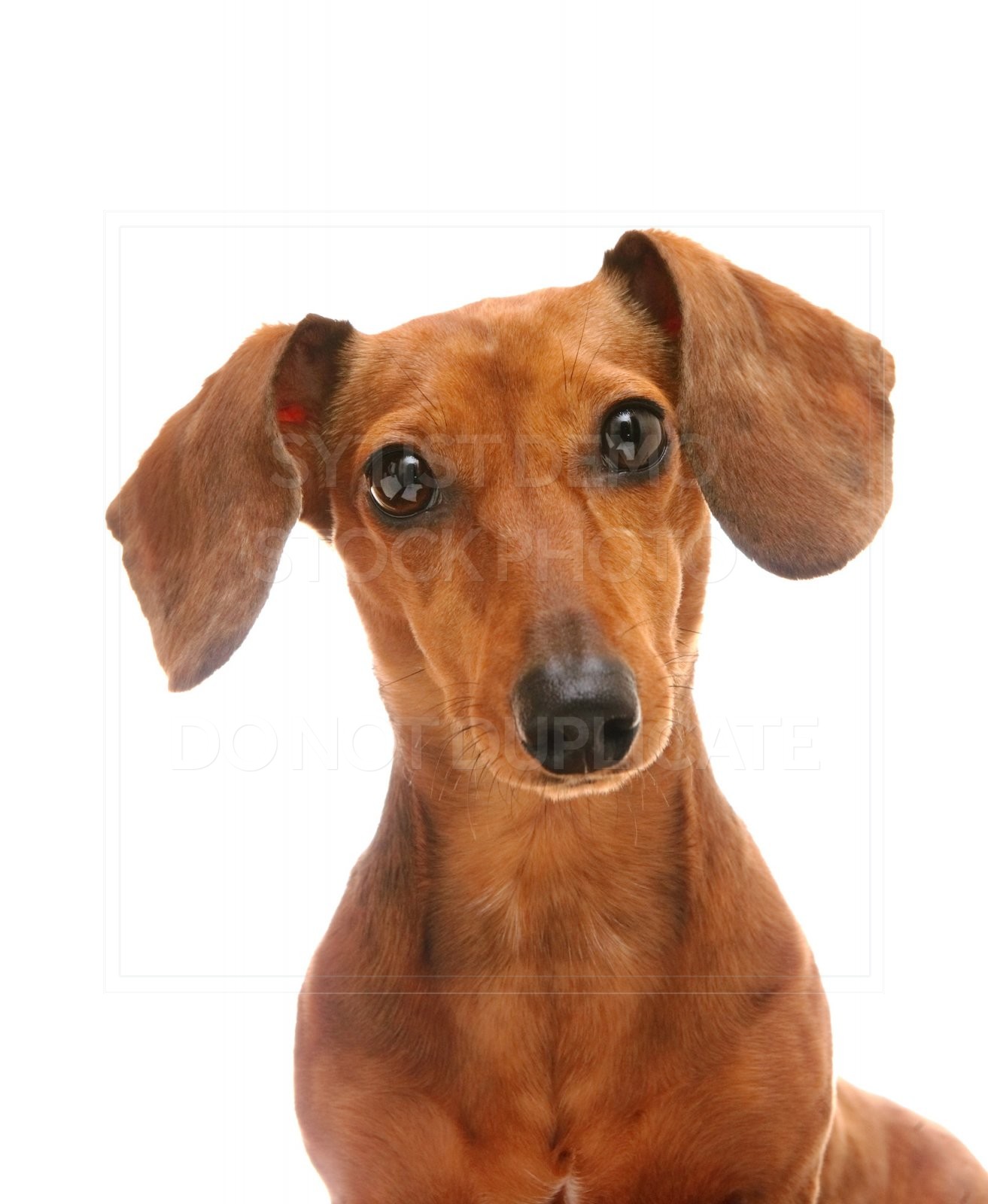 animal, dachshund, dog, doxie