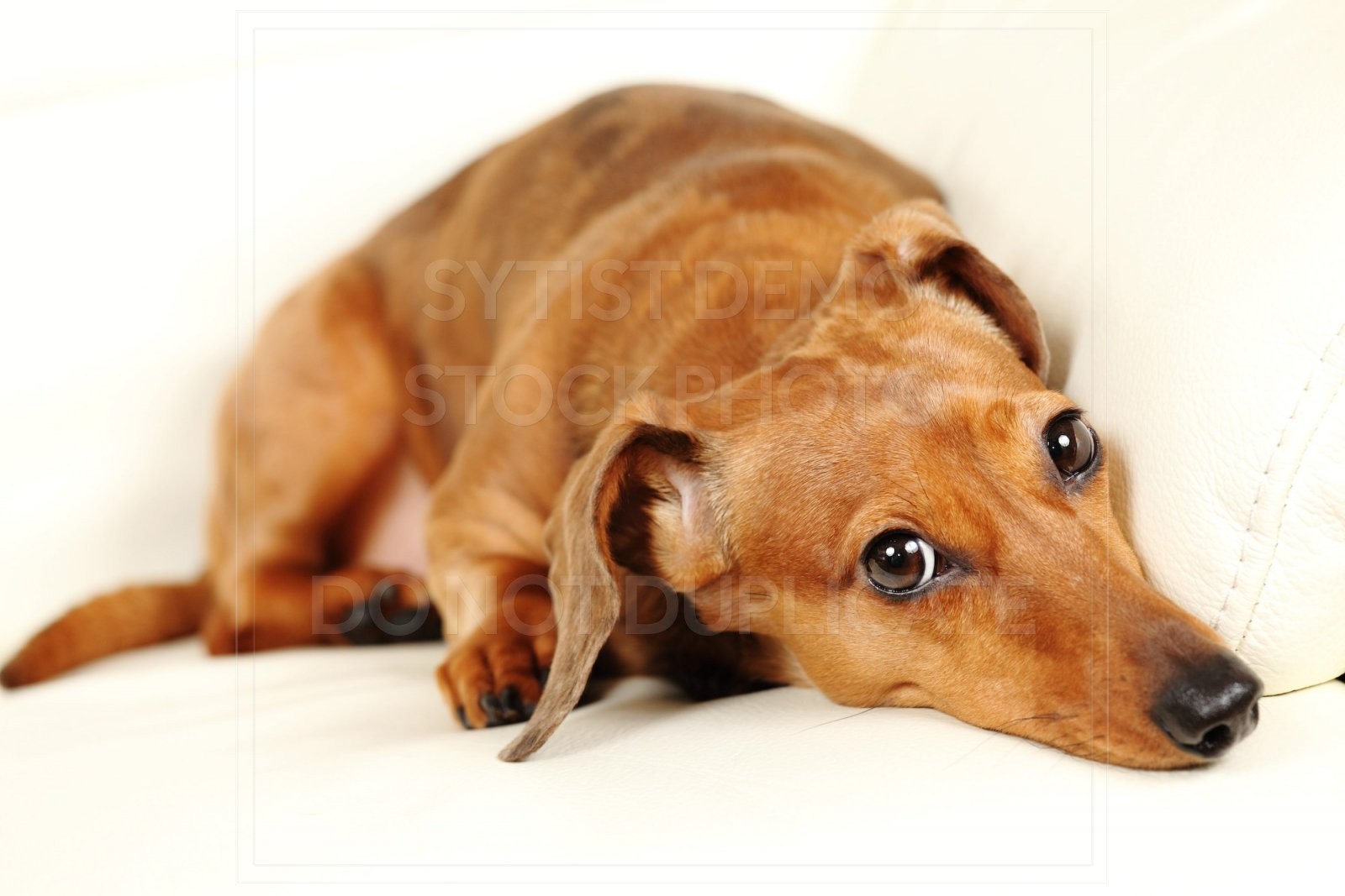 animal, dachshund, dog, doxie