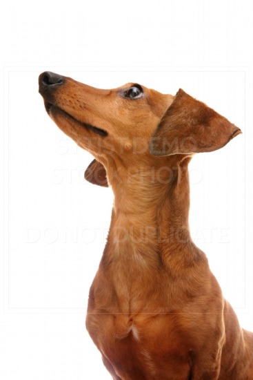 animal, dachshund, dog, doxie