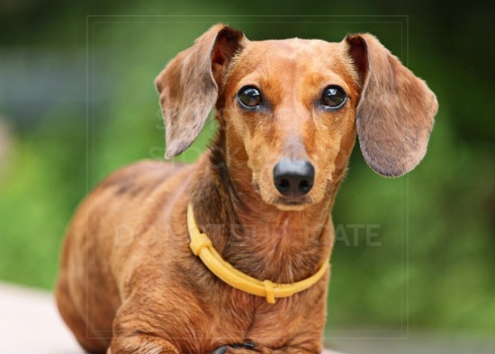 animal, dachshund, dog, doxie