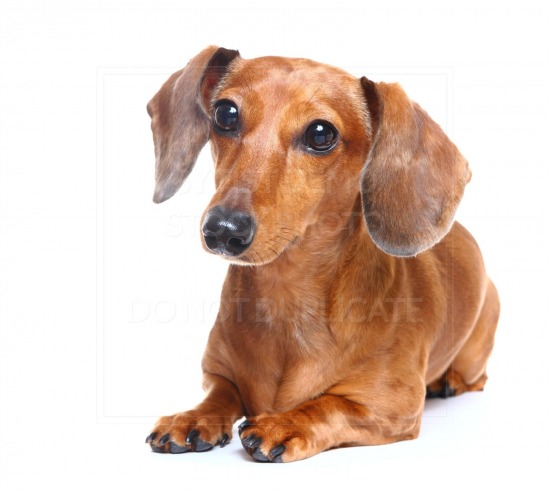 animal, dachshund, dog, doxie