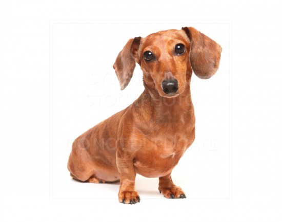 animal, dachshund, dog, doxie