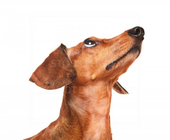 animal, dachshund, dog, doxie