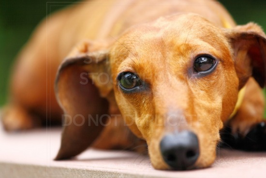 animal, dachshund, dog, doxie