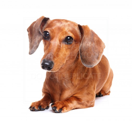 animal, dachshund, dog, doxie