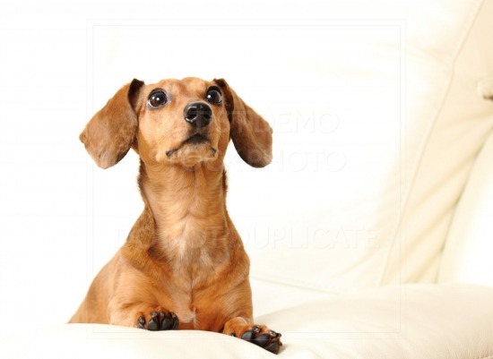 animal, dachshund, dog, doxie