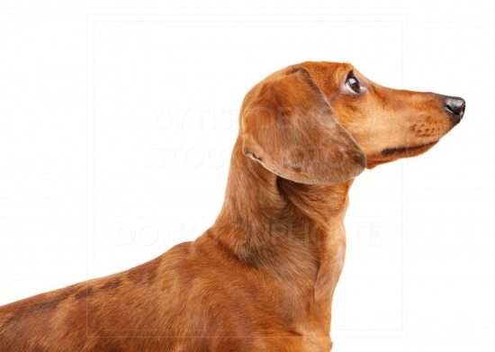 animal, dachshund, dog, doxie