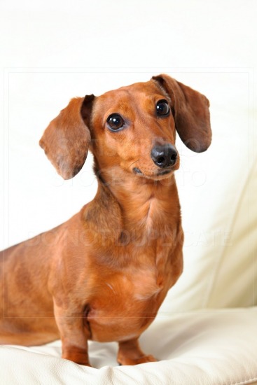 animal, dachshund, dog, doxie