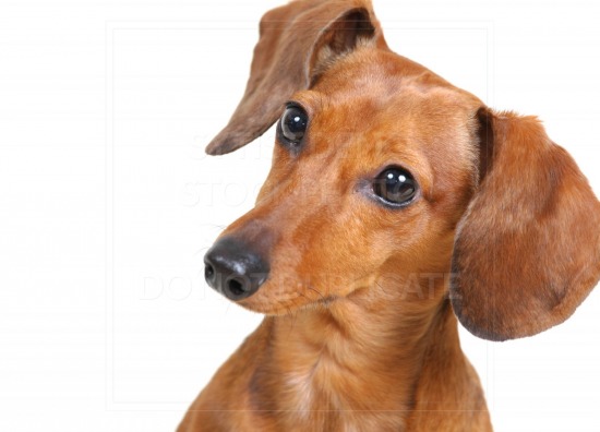 animal, dachshund, dog, doxie