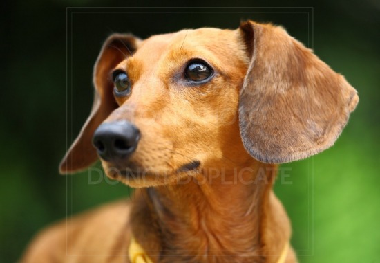 animal, dachshund, dog, doxie