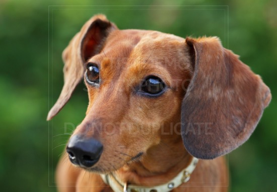 animal, dachshund, dog, doxie