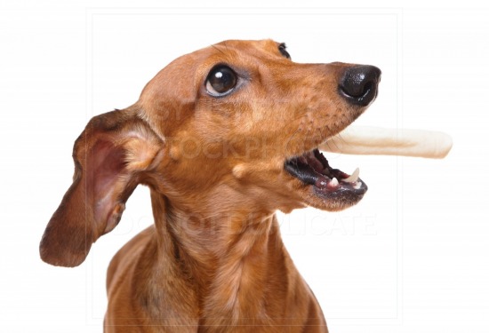 animal, dachshund, dog, doxie