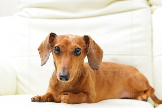 animal, dachshund, dog, doxie