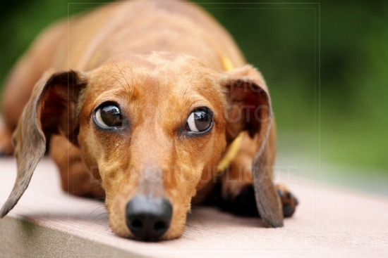 animal, dachshund, dog, doxie