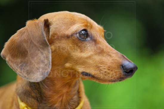 animal, dachshund, dog, doxie