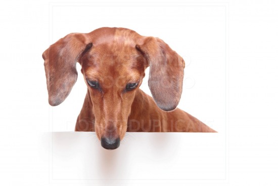 animal, dachshund, dog, doxie