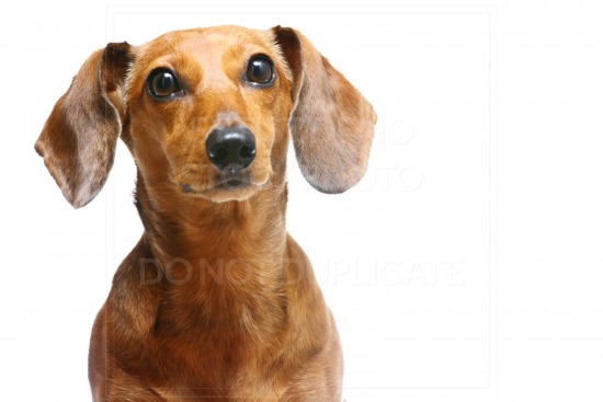 animal, dachshund, dog, doxie