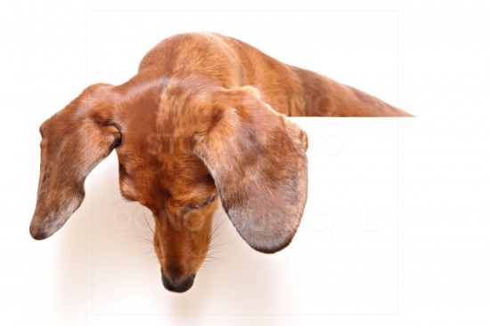 animal, dachshund, dog, doxie