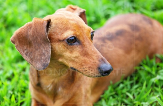 animal, dachshund, dog, doxie