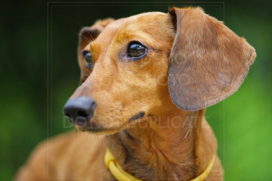 animal, dachshund, dog, doxie