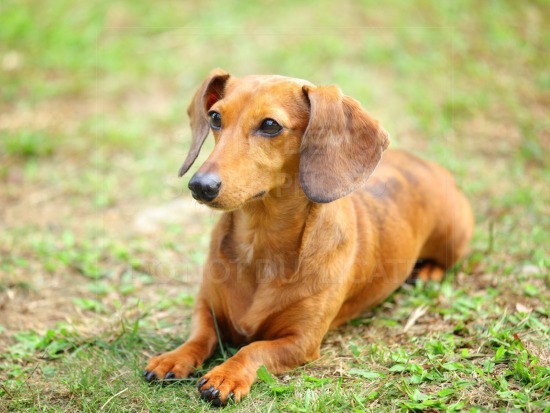 animal, dachshund, dog, doxie