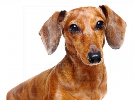 animal, dachshund, dog, doxie